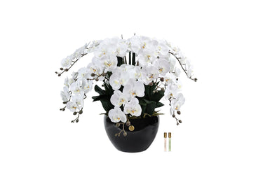 Luxury Giant Orchid Bouquet - Ceramic Pot - Ivory White - GO01 (Carton of 1)